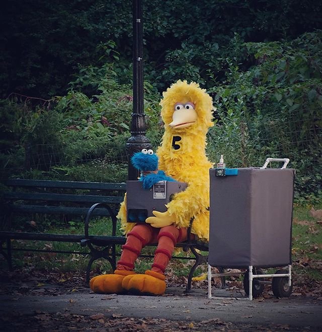 A big bird in Central Park (with a cookie)